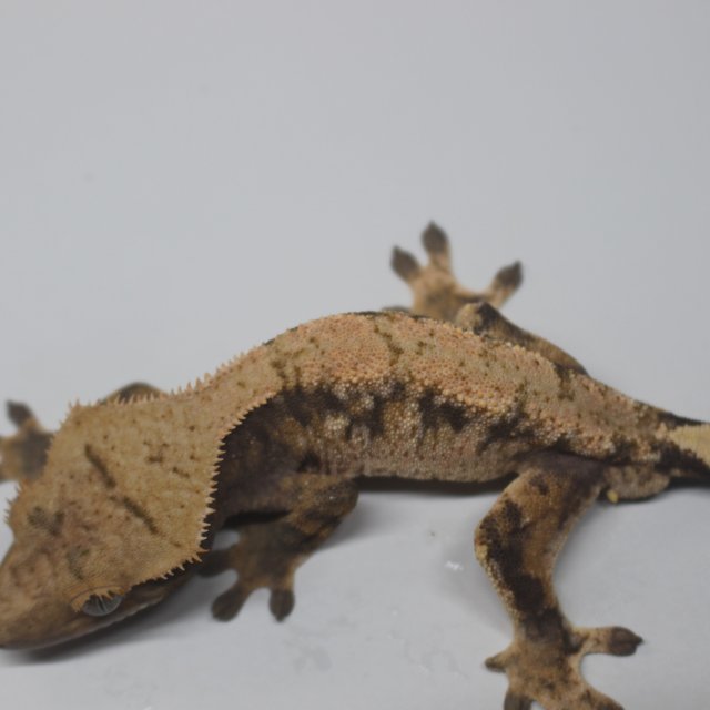 드리피 화이트스팟