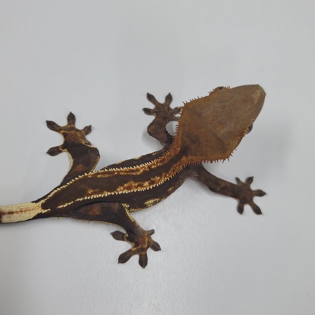 슈퍼스트라이프