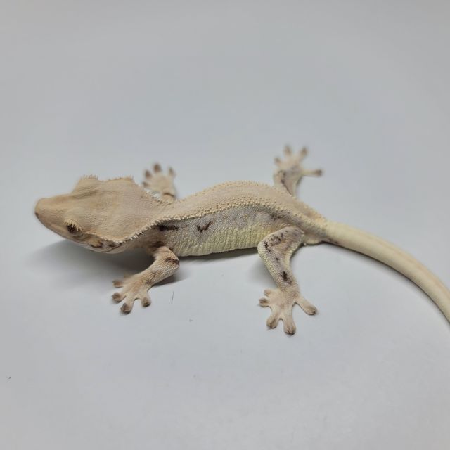 솔리드백 릴리화이트