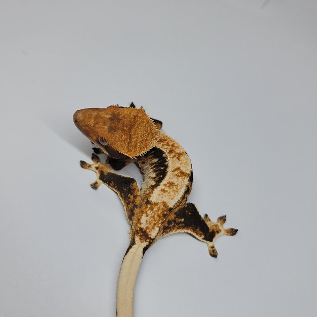 텐저린 트라이 익스트림할리퀸