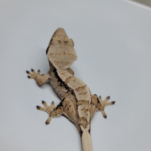 드리피 화이트스팟