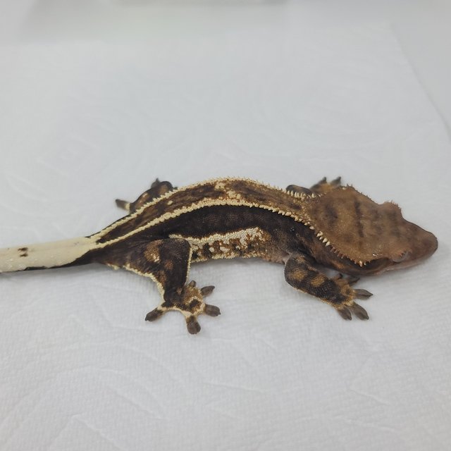 슈퍼스트라이프