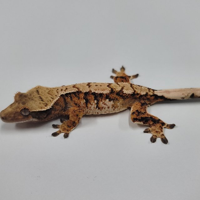 텐저린 트라이 익스트림할리퀸