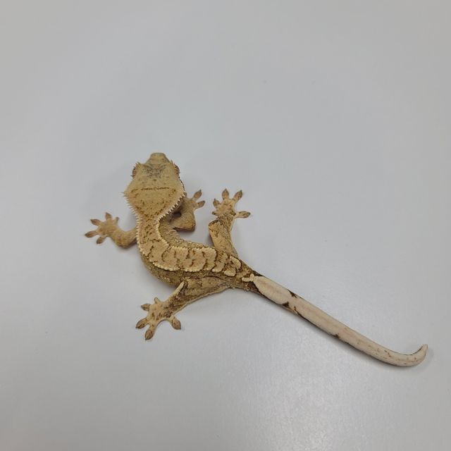 크림시클