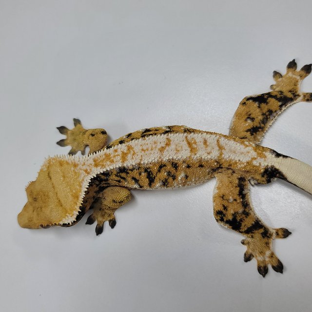 트라이 익스트림할리퀸