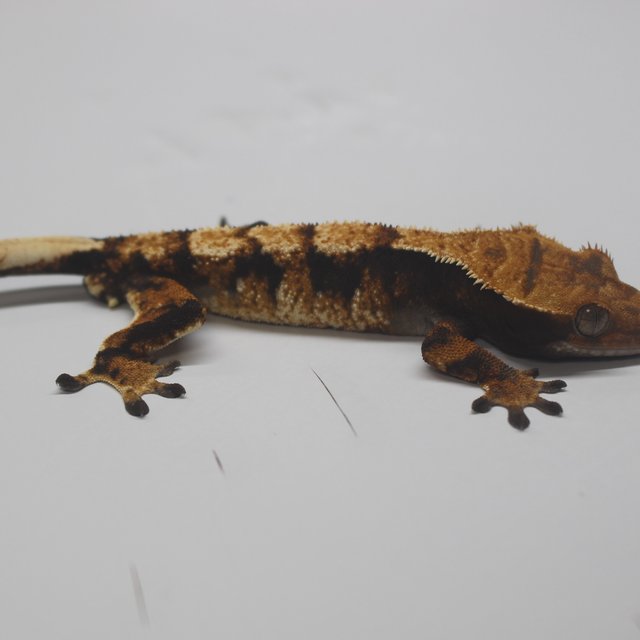 텐저린 트라이 익스트림할리퀸