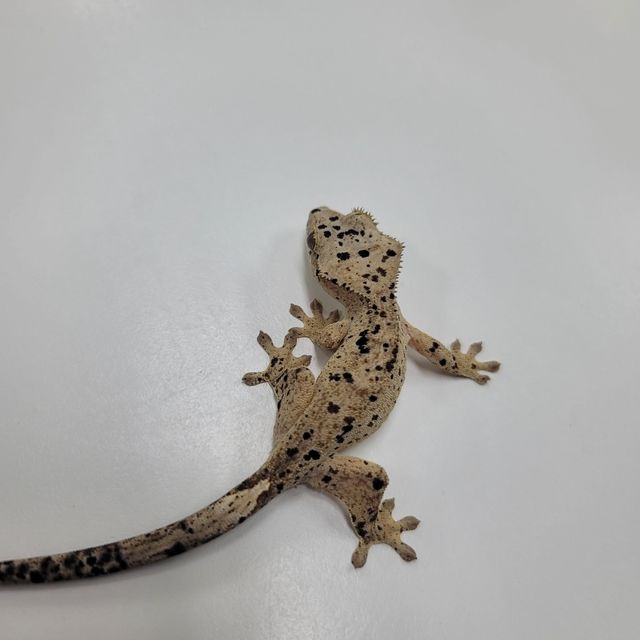 슈퍼달마시안