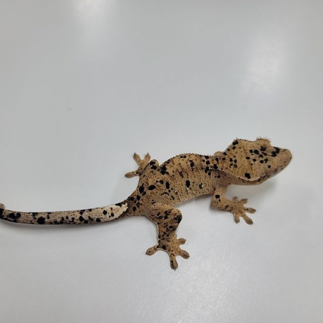 슈퍼달마시안