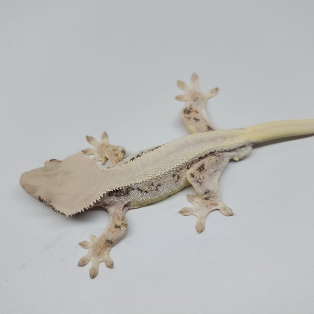 솔리드백 릴리화이트