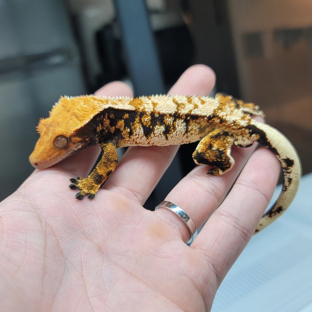 텐저린 트라이 익스트림할리퀸