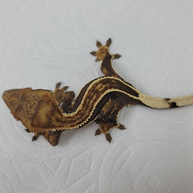 슈퍼스트라이프