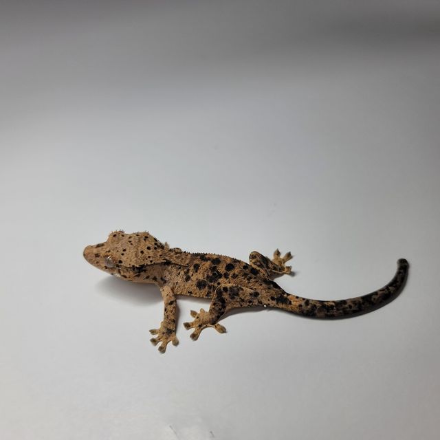 슈퍼달마시안