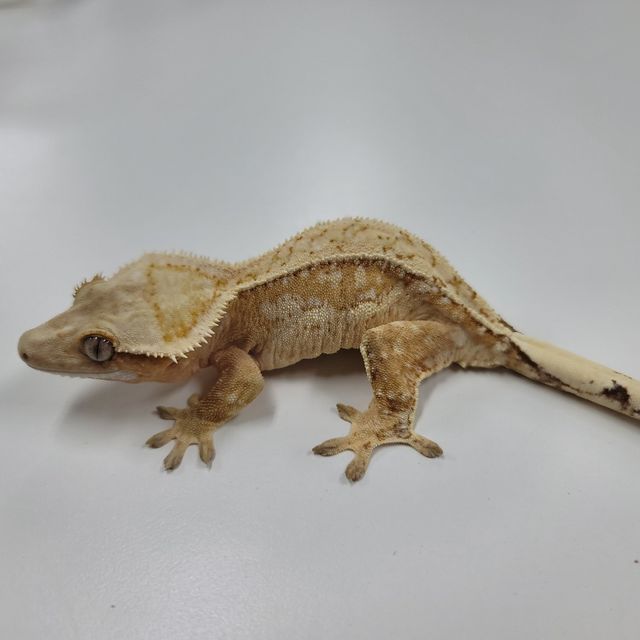 크림시클