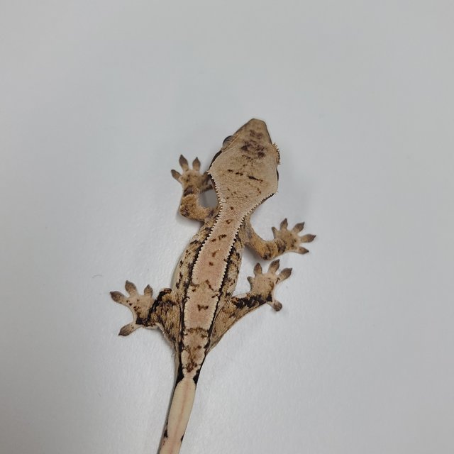 트라이 익스트림할리퀸 화이트스팟