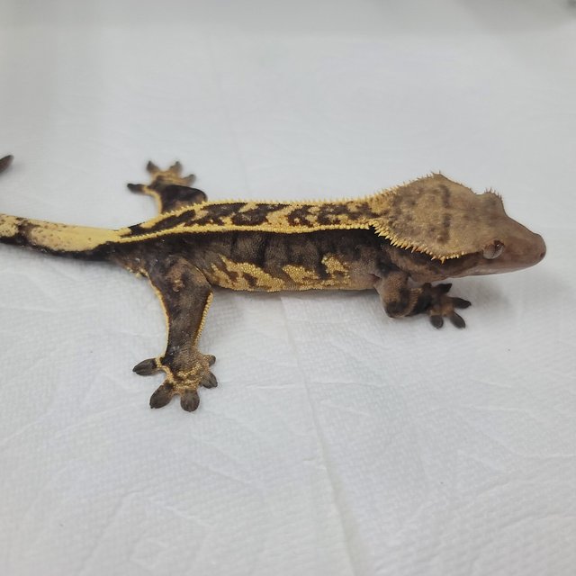 슈퍼스트라이프