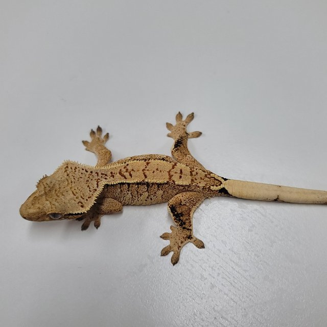 화이트핀 트라이 익스트림할리퀸