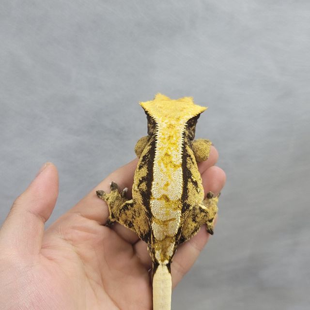 트라이