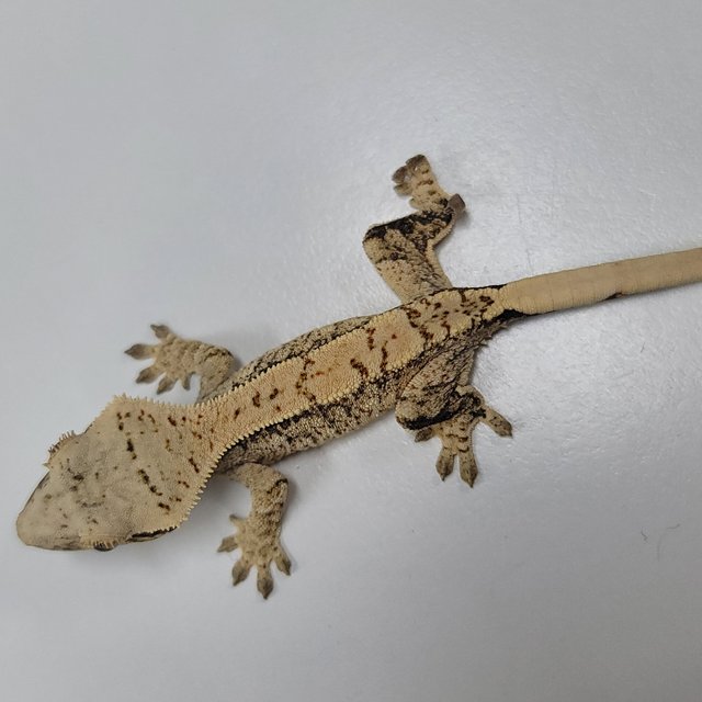 드리피 화이트스팟