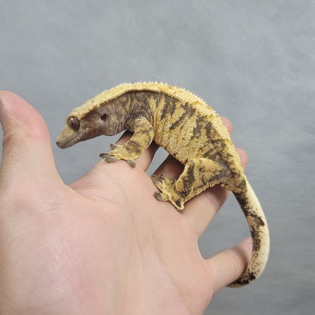 트라이