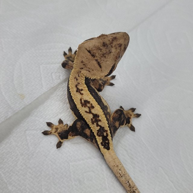 슈퍼스트라이프