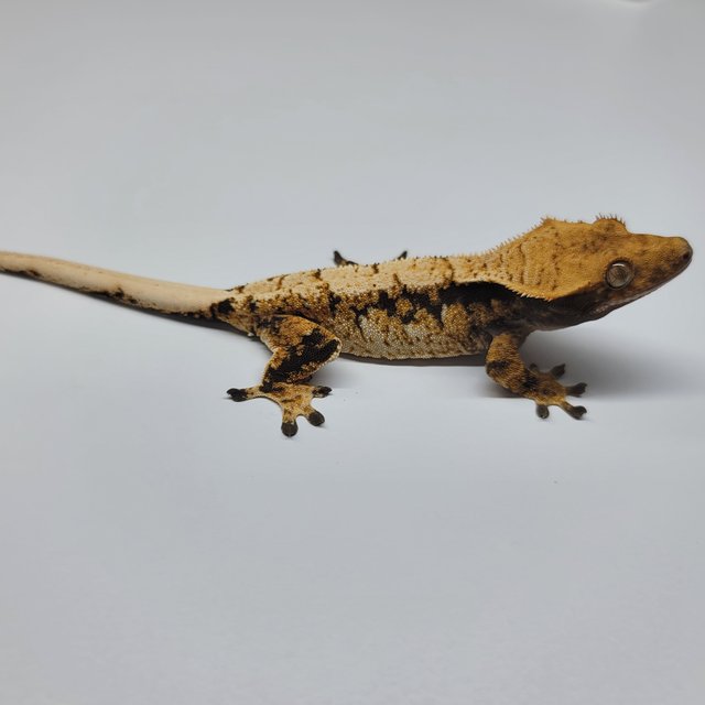 트라이 익스트림할리퀸