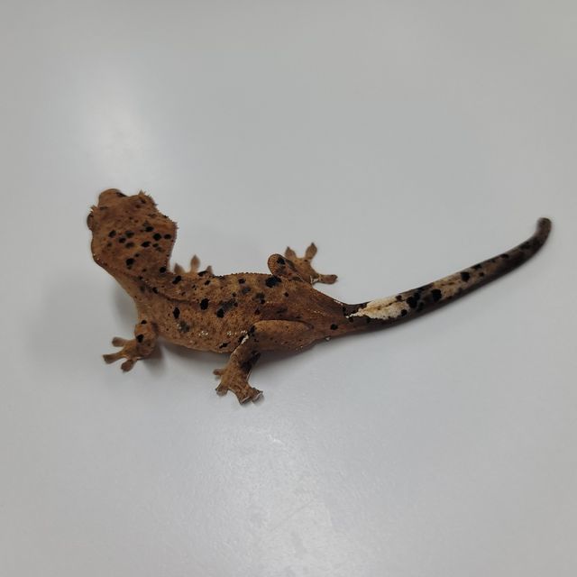 슈퍼달마시안