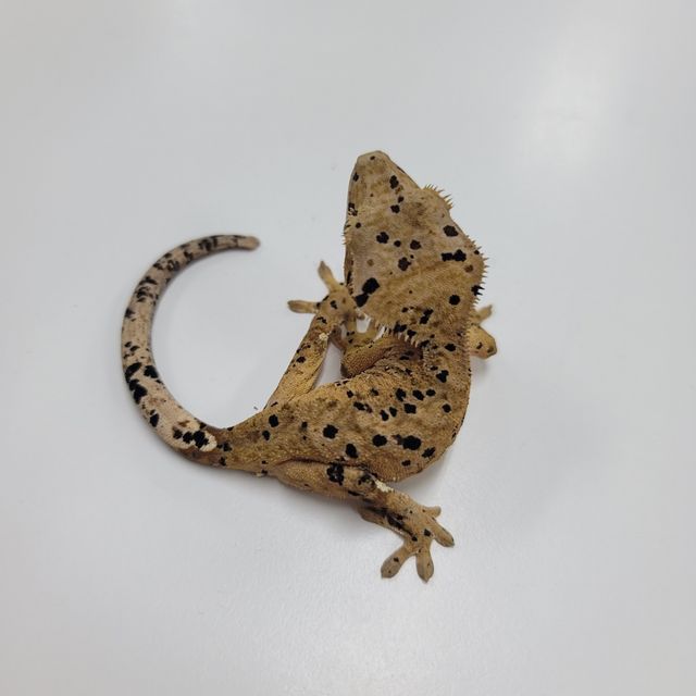슈퍼달마시안