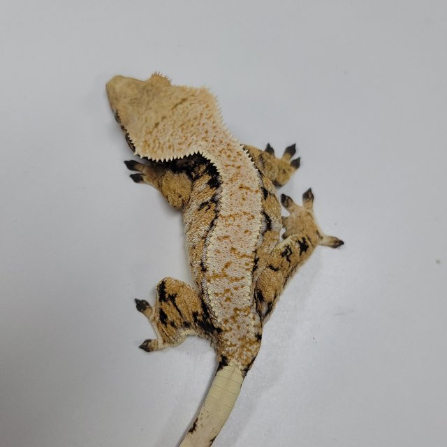 드리피 화이트스팟