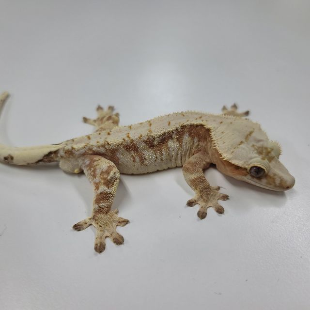 크림시클