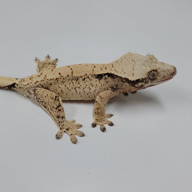 드리피 화이트스팟