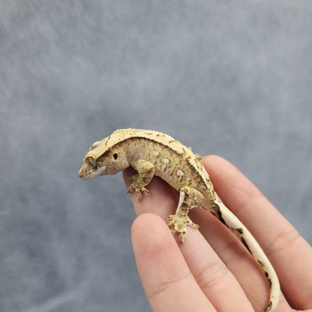 크림시클