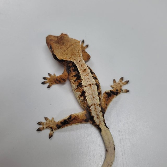 텐저린 트라이 익스트림할리퀸