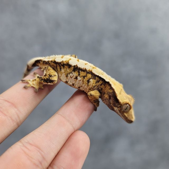 트라이 익스트림할리퀸