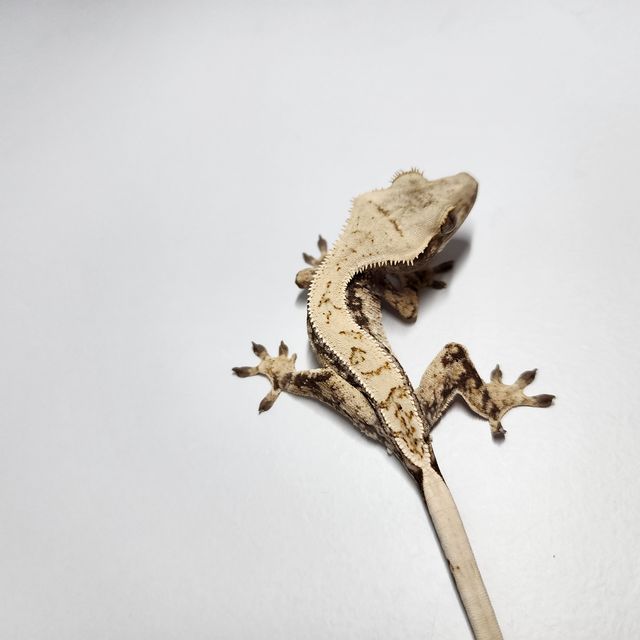 익스트림할리퀸