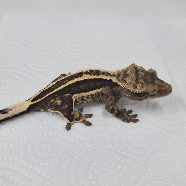 슈퍼스트라이프