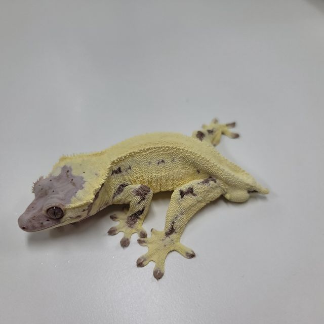 프라푸치노
