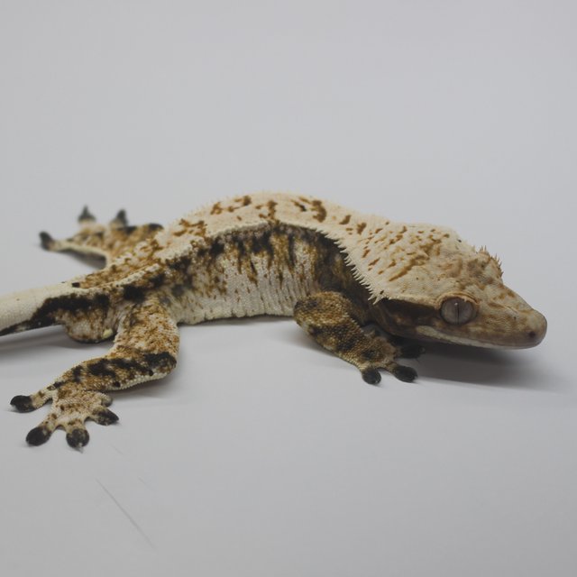 트라이 익스트림할리퀸