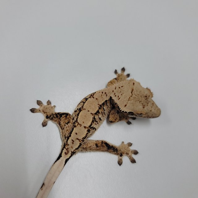 트라이 익스트림할리퀸 화이트스팟