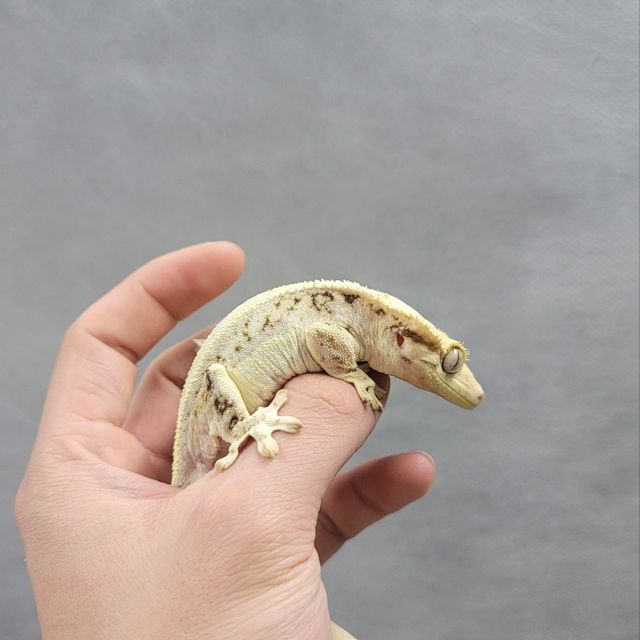 릴리화이트