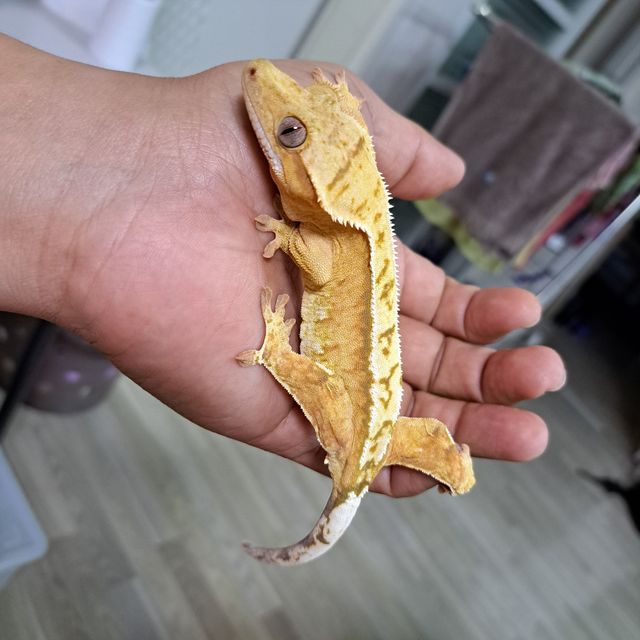 카푸치노