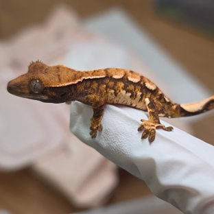 노멀 트라이 익스트림할리퀸