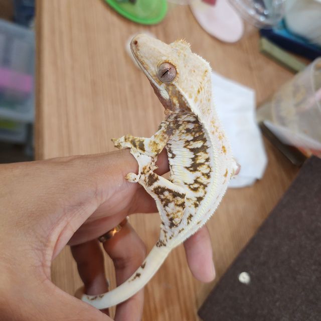 릴리화이트