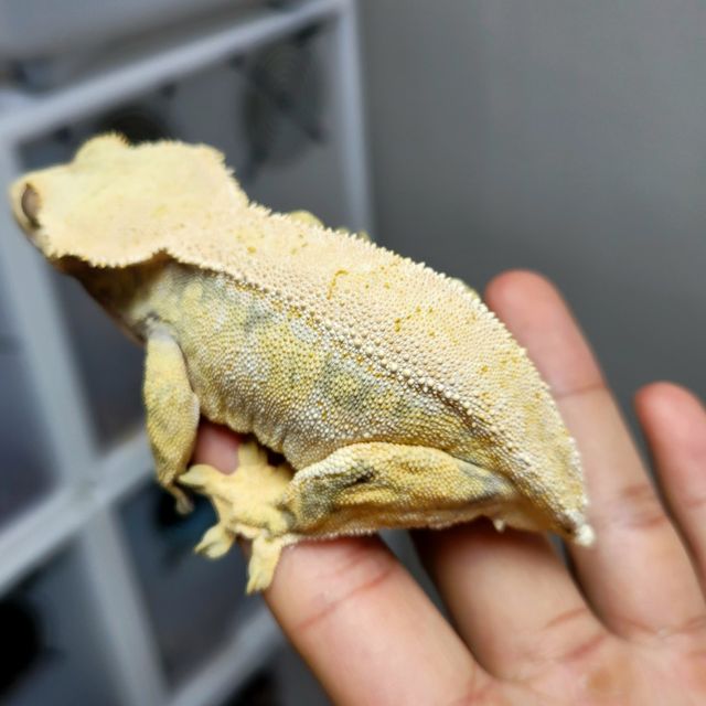 익스트림할리퀸 트라이