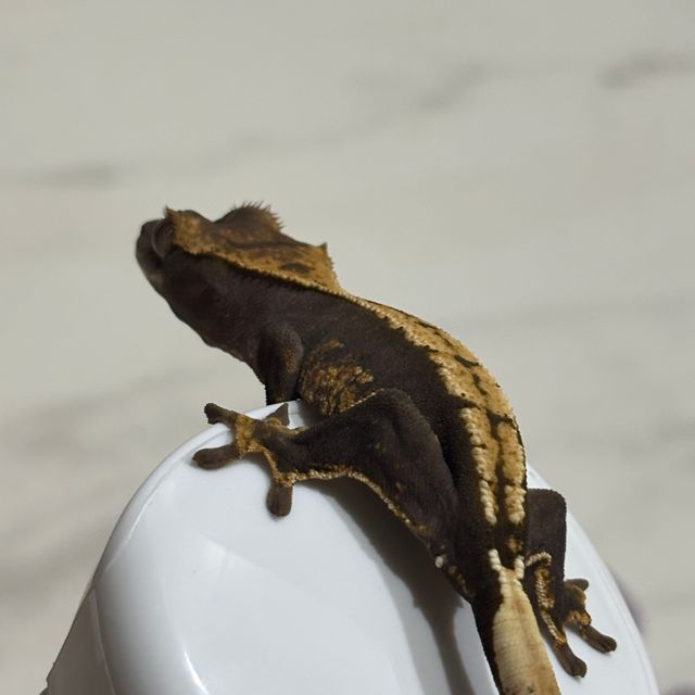 플레임 다크 챠콜