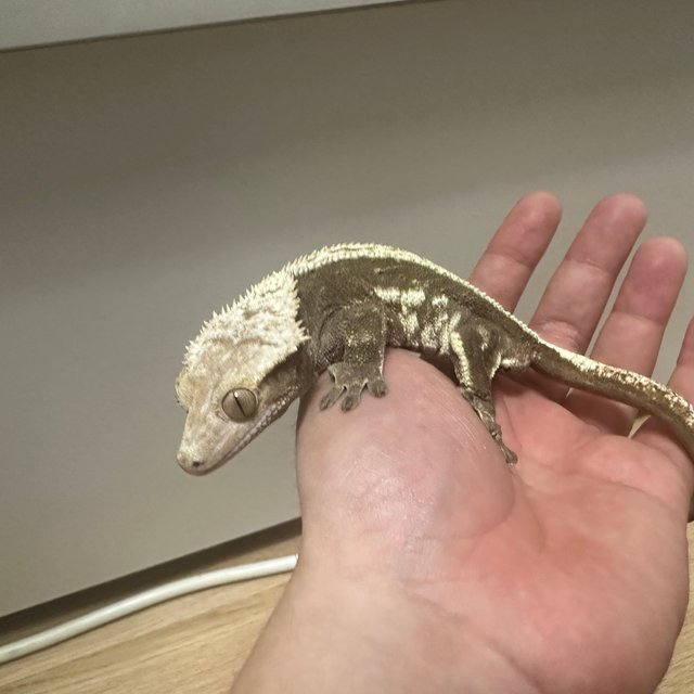 노멀 풀핀 블랙 화이트