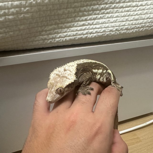 노멀 풀핀 블랙 화이트