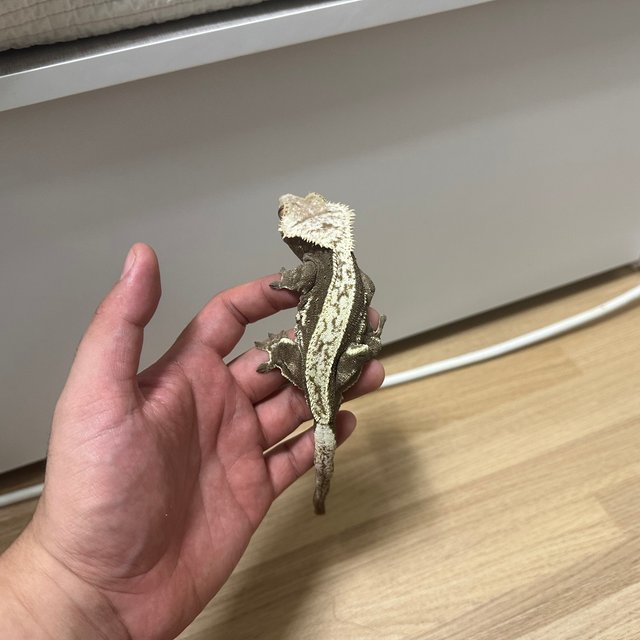 노멀 풀핀 블랙 화이트