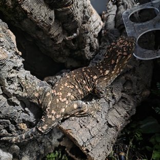 누아나 GTX 하이 컬러