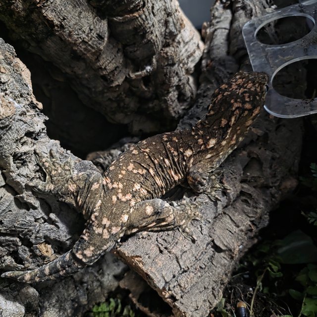 누아나 GTX 하이 컬러