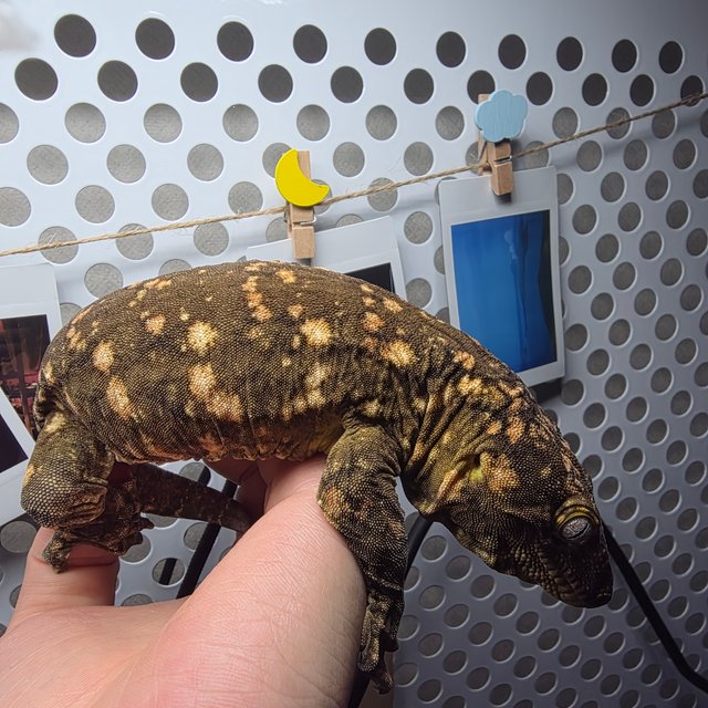 누아나 GTX 하이 컬러